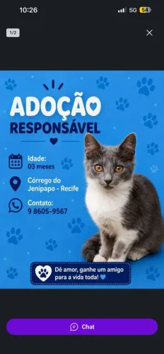 Adoção de Gatinho Cinza