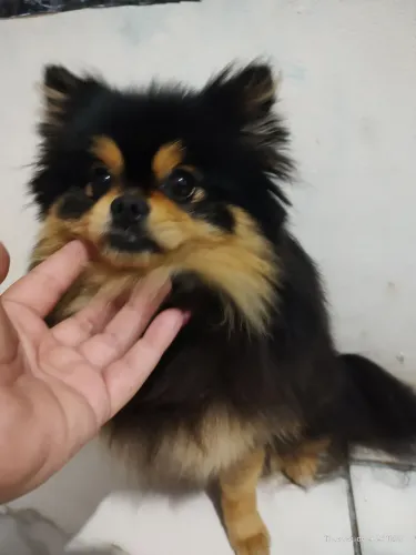 Spitz alemão, gato persa
