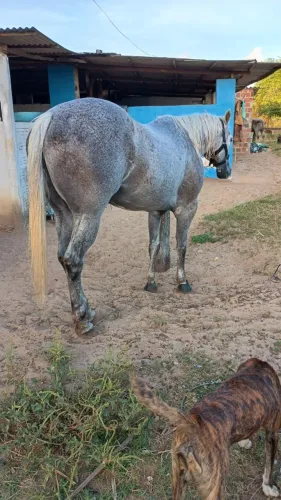 Cavalo de esquerda