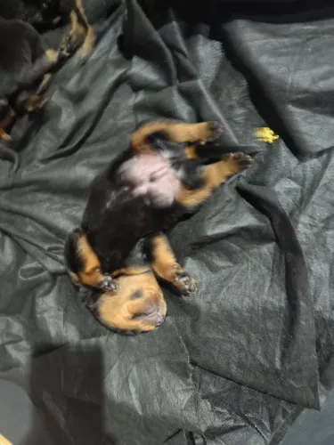 Vendo filhote de rottweiler natural raça pura 