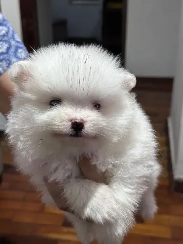 LULU DA POMERÂNIA MACHO