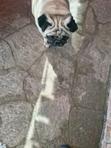 Pug 5 anos