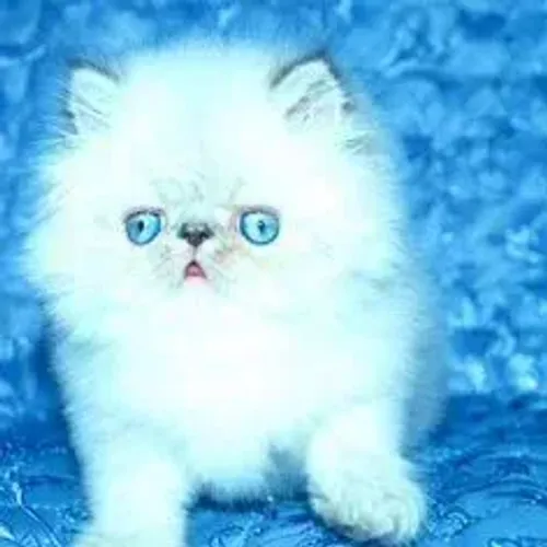 Gato Persa Face Fofa
