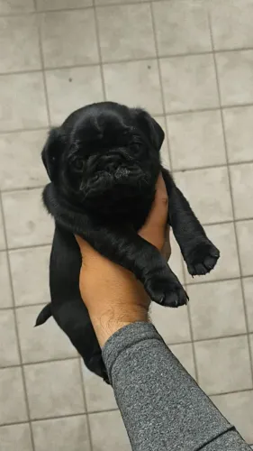 Vendo lindo filhote de pug preto. Desverminado.