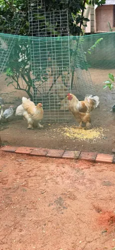 Brahma Lemon