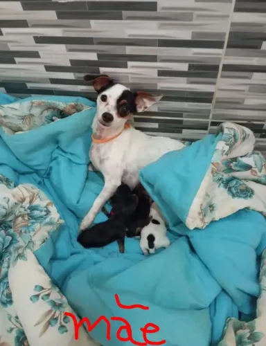 Pinscher filhotes n:01