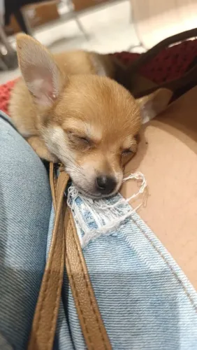 Vendo pinscher miniatura