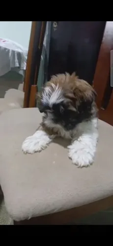 Vendo lindos filhotinhos de shitzu machos