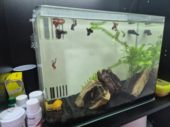 Aquário oceano tech com sump 