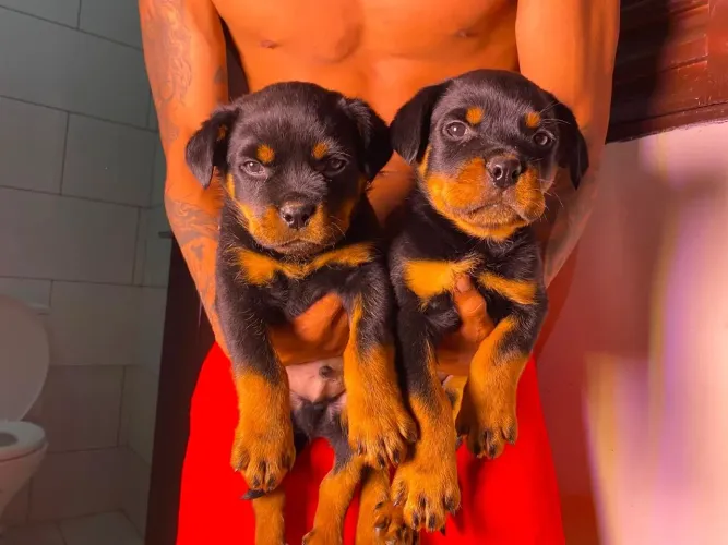 Rottweiler Um filhote que transforma carinho em companhia