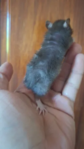Rato twister