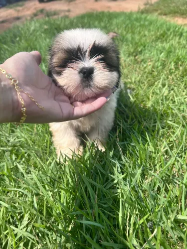 Filhotes de shihtzu puro tem um cor fígado 