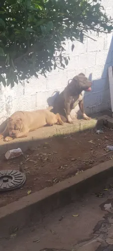 Doação de Pitmonster 