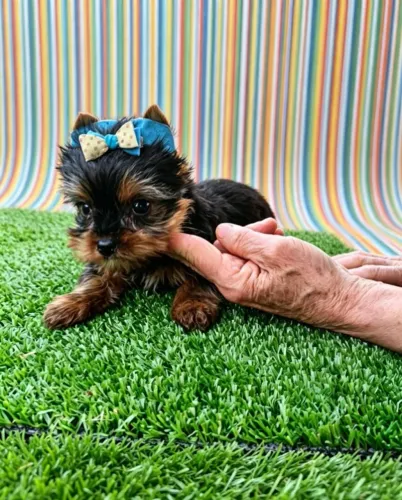Yorkshire Macho com Toda a Beleza da Raça