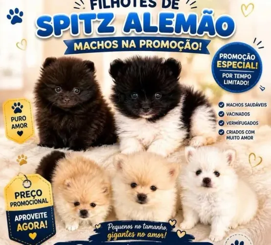 Spitz Alemão disponível 