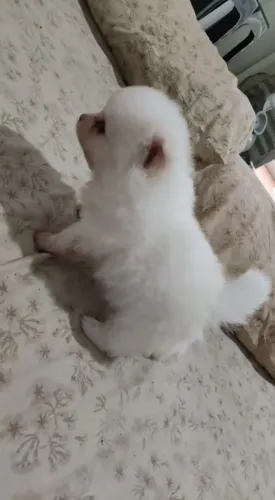 Filhote de Lulu da pumerania mini 