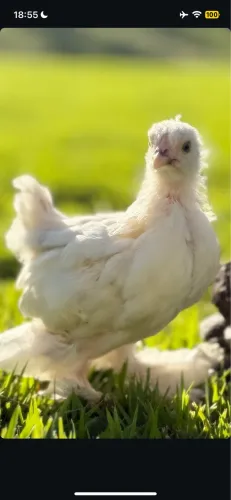 AVES ORNAMENTAIS | Ovos Férteis, Pintinhos e Aves Adultas - Refúgio VivAve