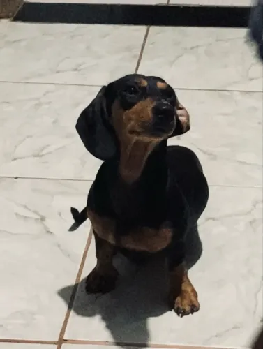 Filhote de dachshund vulgo salsichinha COFAP