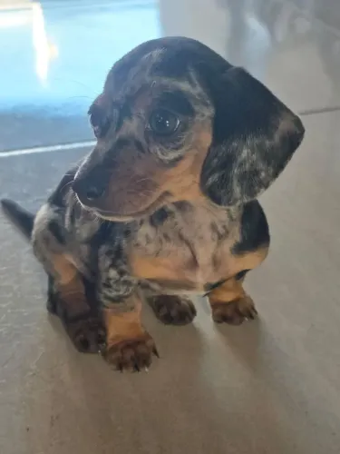 Filhote Dachshund Fêmea Arlequim (Salsicha, Cofap, Basset)