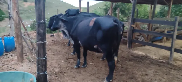 2 novilhas e uma vaca a venda