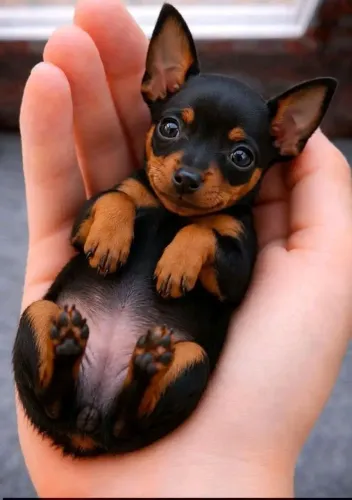 Pinscher Zero Zero em Belo Horizonte 