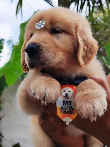 Golden Retriever 