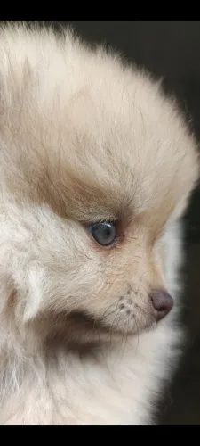 Linda Filhote de Lulu da Pomerania