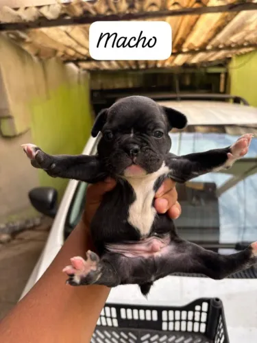 Bulldog francês macho