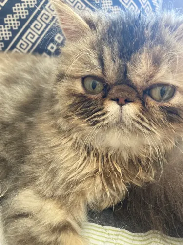 Filhote femea gato persa 