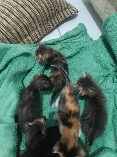 Doação de gatinhos