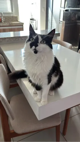 Gata frajola