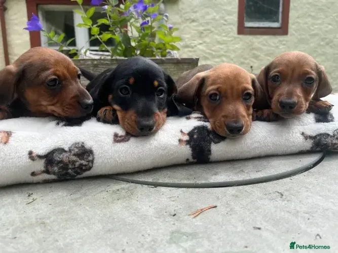 Filhotinhos brincalhão Teckel/Dachshund/Salsicha/Salsichinha/Basset/Cofap