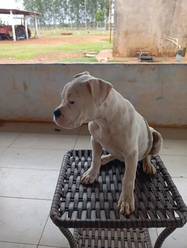 Vendo filhote de buldogue americano