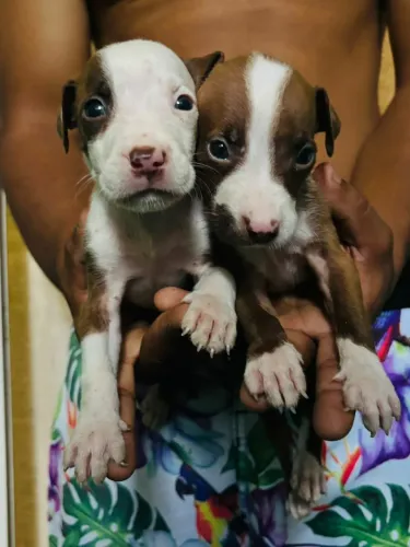 Vendo filhote de Pitbull puro 