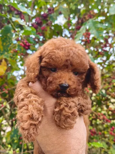 Filhote de poodle disponível red
