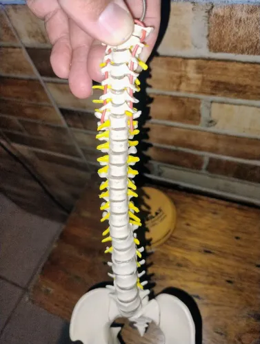 Coluna vértebral 29 cm 