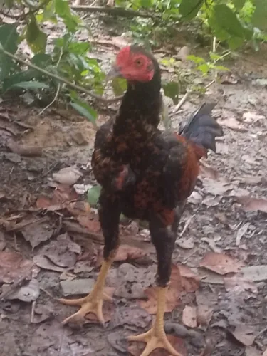 Franguinho mura