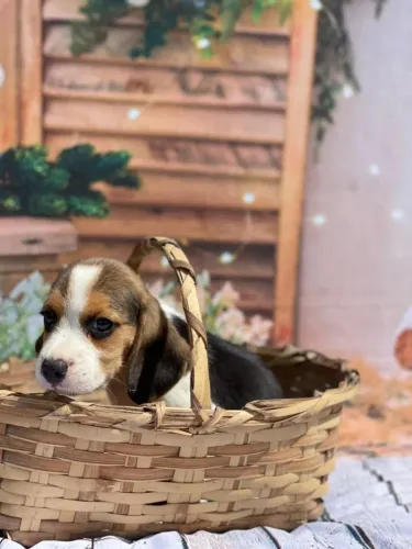 Beagle