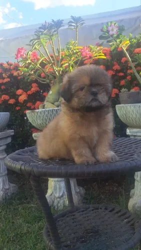 Venda de filhotes shih tzu