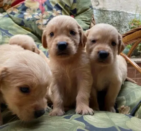 Golden Retriever - Encontre Seu Novo Melhor Amigo