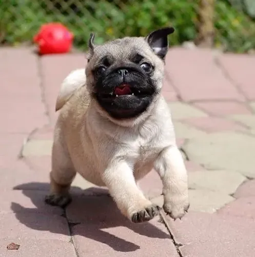 Pug - Um Pet Para Quem Gosta Cães Marcantes
