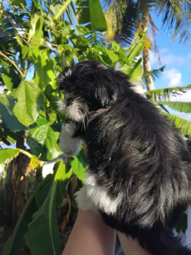 Macho shihtsu