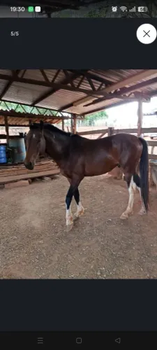Cavalo chucro ( precisa domar )