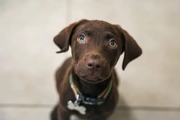 Labrador Chocolate Muito Lindo ?