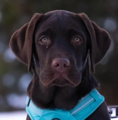 Labrador companheiro
