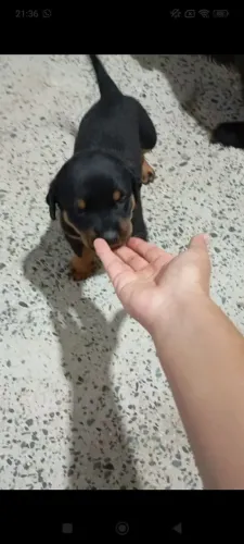 Cachorra fêmea