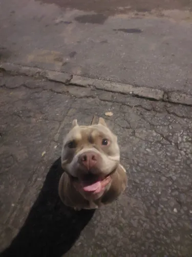 Doação American Bully