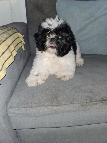Vendo Shitzu fêmea 3 meses