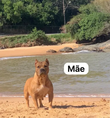 Vende se filhotes de American bully com pitbull