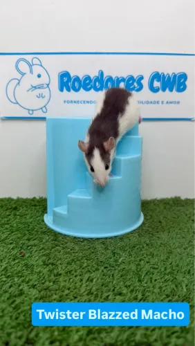 Rato Twister/Mercol (Roedores CWB) 